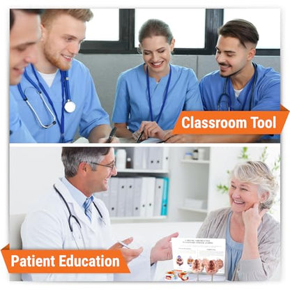 GPI Anatomicals Chronic Obstructive Pulmonary Disease (COPD) Model