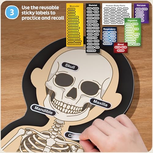 MyBODY Large Human Body Anatomy Model for Kids & Teens - Bottom-to-Top Magnetic Assembly Toy & Educational Learning Kit with Skeleton Base, 7 Puzzle Layers incl. Muscular, Digestive & Nervous Systems