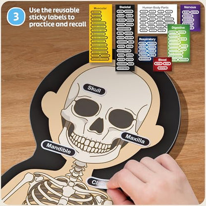 MyBODY Large Human Body Anatomy Model for Kids & Teens - Bottom-to-Top Magnetic Assembly Toy & Educational Learning Kit with Skeleton Base, 7 Puzzle Layers incl. Muscular, Digestive & Nervous Systems