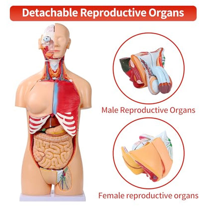 SFXYJ Human Torso Anatomy Model 33.4", Dual-Sex 32 Part Removable Life-Size with Heart Head Skull Brain Visceral Muscular Layers Model Includes Product Manual for Medical Student Lab Classroom Use