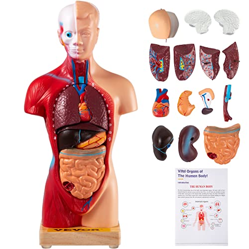 VEVOR Human Torso Anatomy Model, 15 Parts, 11 Inch Human Body Model w/Brian Skull Head Heart and Removable Organs, Display Base & Product Manual Included, for Student Education Learning Display
