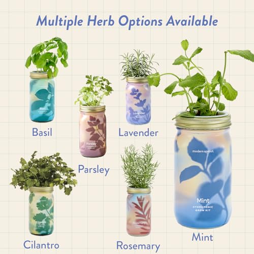 Modern Sprout Mason Garden Jar - Self-Watering Hydroponics Kit - Mint - color: Mint, size: Garden Jars