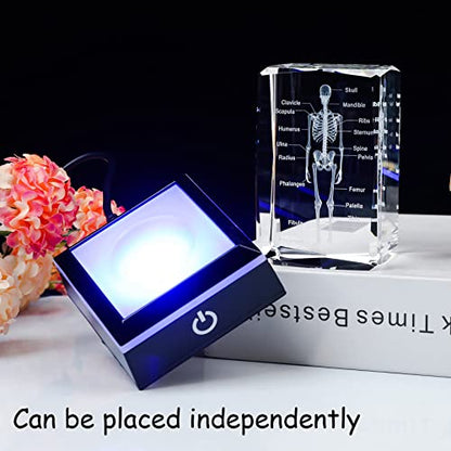 Movdyka 3D Human Skeleton Anatomy Model Doctor Psychology Graduation Gifts - color: Body