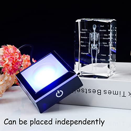 Movdyka 3D Human Skeleton Anatomy Model Doctor Psychology Graduation Gifts - color: Body