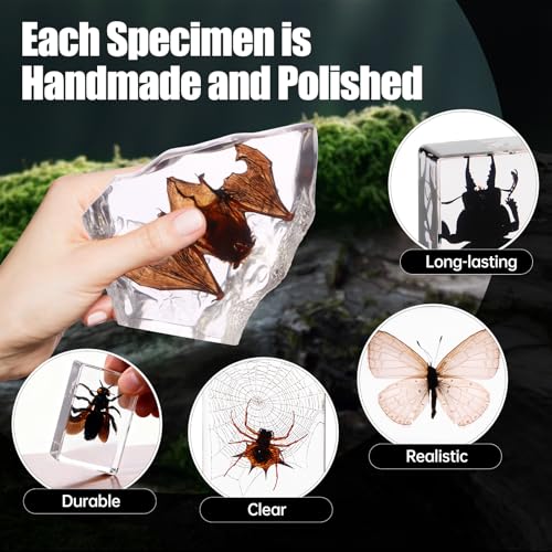 Black Bugs Specimen Resin, Special-Shaped Bat Taxidermy Insects & Beetle for Science Classroom Specimens Supplies, Halloween Christmas Gothic Gifts for Men, Black Oddities Décor(Bat Decor 7) - size: 7 Special Bat+
