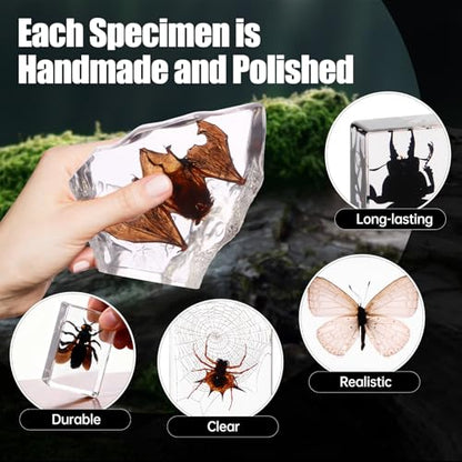 Black Bugs Specimen Resin, Special-Shaped Bat Taxidermy Insects & Beetle for Science Classroom Specimens Supplies, Halloween Christmas Gothic Gifts for Men, Black Oddities Décor(Bat Decor 7) - size: 7 Special Bat+