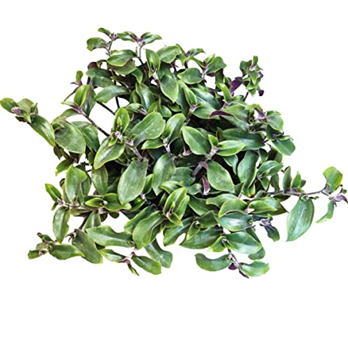 No Root Plant cuttings from USKC (3pc Tradescantia blossfeldiana red Hill no Root cuttings) - color: 3pc tradescantia blossfeldiana red hill no root cuttings