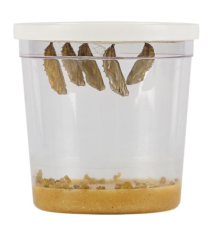 Insect Lore Butterfly Garden | Pavilion 24" with Voucher | 2ft Tall Habitat & STEM Journal | Redeem Voucher for 5 Live Baby Caterpillars | Painted Lady Butterfly Growing Kit