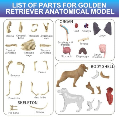 4D Vision Dog Anatomy Model, 34 Removable Parts, Detailed Display Model - size: Dog Model