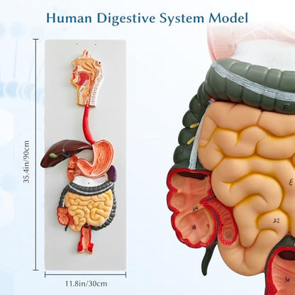 JNMFTD Human Digestive System Anatomy Model,Life Size 2 part Removable Stomach Nasal cavity Pharynx Liver Stomach Rectum Intestine with Product Manual Card Labeled Numbered for Medical Education Study