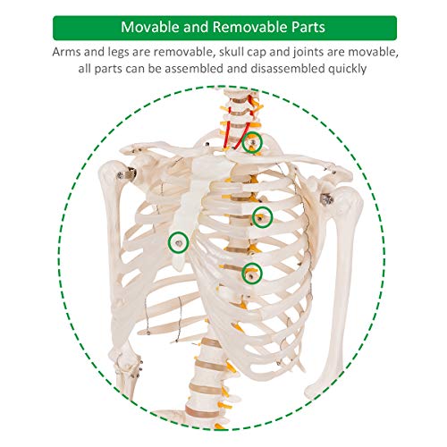 GIANTEX 70.8" Life Size Skeleton Model, with Roller Stand, 2 Casters with Brake, Removable Parts, Anatomical Poster and Dust Cover, Human Skeleton Model for Anatomy