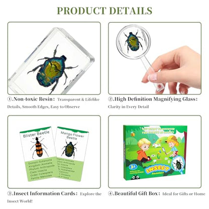 12Pcs Insect Specimens Set, Real Insect Taxidermy in Resin Specimens with Magnifier & Info Cards, Unique Science Classroom Science Education Animal Specimens, Bug Preserved, Oddities, Biology - color: 12 Pcs Insect Set 2