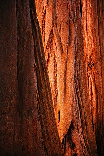 California Giant Sequoia | Tree Seed Grow Kit | The Jonsteen Company