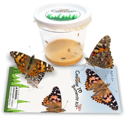 5 Live Caterpillars for Butterfly Kits, Refill with Food, Rearing Supplies - style: 1 Pack + Supplies