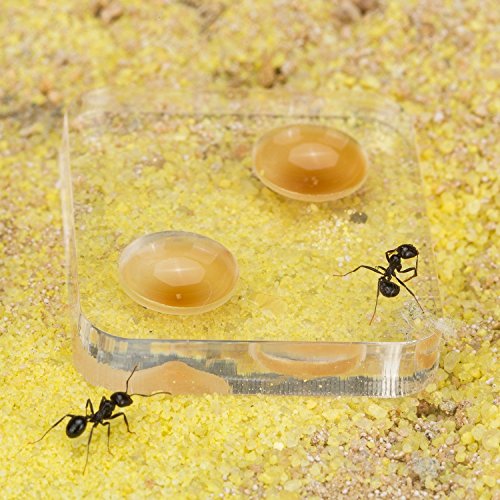 Sand Ant Farm L (Formicarium (Anthill, Formicarium, Educational, Ants)