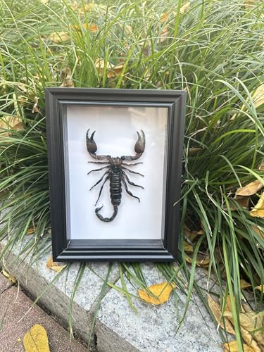 Real Scorpion Specimen - Mounted in a Frame