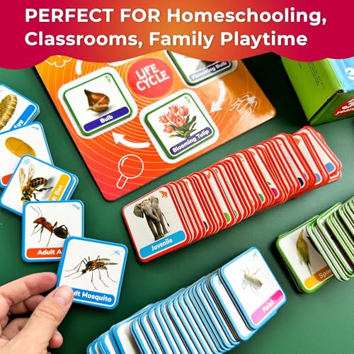 Life Cycle Toys for Kids — Magnetic Flash Cards Science Kits for Kids 3-5