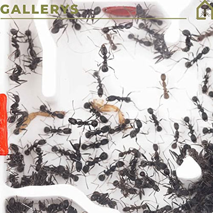 Anthouse.ES - 3D Modular Anthills - QBIK Duo Model - 6.78x12.78x5 cm - Ant Colonies - Terrarium - Cave - size: Cave Type