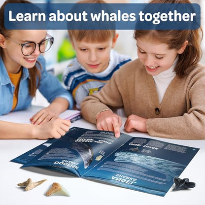 EGGBOX Shark Tooth Dig Kit Excavate 8 Shark Fossils Including Great White, Angel, Bullhead, Longnose, Sand Tiger Shark and so on. Great Science Gift for Marine Biology Enthusiasts of Any Age