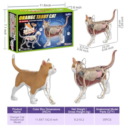4D Vision Cat Anatomy Model, 35 Detachable Parts, Plastic Educational Model - size: Cat Model