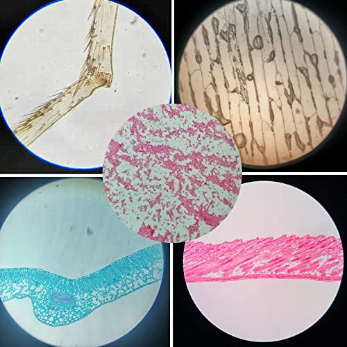 Prepared Plastic Microscope Slides with Specimens for Kids, Microscope Sample Slides Full Range of Animal/Plant/Insect/Blood Biology Slides Gift Set for Kids Microscope (60PCS) - color: 60PCS