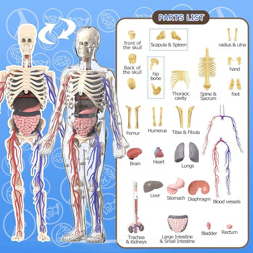 3D Human Body Model with Removable Bones,Organs,Blood Vessels,Transparent Anatomy Figure with Luminous Design, DIY Model for Study,Teaching Demonstration,Science Early Learning - color: Transparent Set