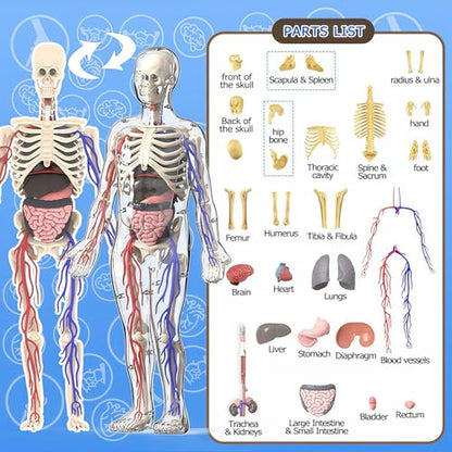 3D Human Body Model with Removable Bones,Organs,Blood Vessels,Transparent Anatomy Figure with Luminous Design, DIY Model for Study,Teaching Demonstration,Science Early Learning - color: Transparent Set