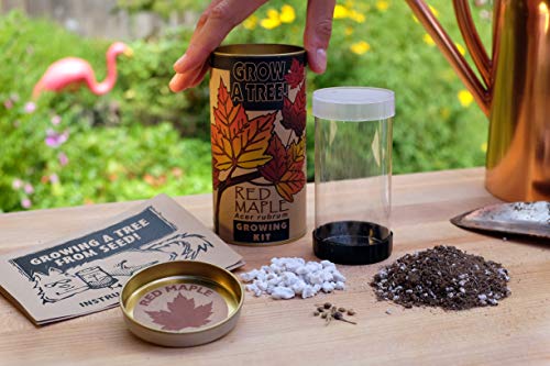 Red Maple | Tree Seed Grow Kit | The Jonsteen Company
