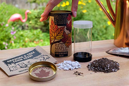 Red Maple | Tree Seed Grow Kit | The Jonsteen Company