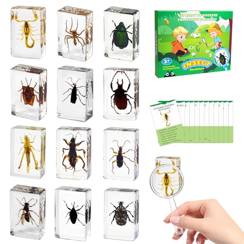 12Pcs Insect Specimens Set, Real Insect Taxidermy in Resin Specimens with Magnifier & Info Cards, Unique Science Educational Bugs, Oddities Gift - color: 12 Pcs Insect Set 1
