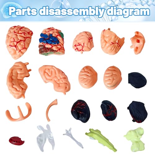 32-Piece Human Brain Anatomy Model with Display Stand, 4.3-Inch Detachable Brain Replica for Adult Anatomy Study, College Biology, Nursing and Medical Education