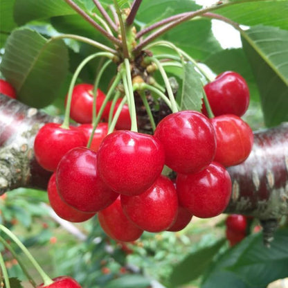 100 Apple & 100 Grape & 100 Kiwi & 100 Soursop & 10 Mulberry & 20 Cherry Seeds for Planting - Non-GMO Fruit Seeds for Home Garden, Sweet & Juicy