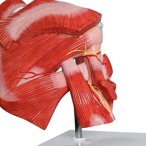 Axis Scientific Life-Size Muscled Shoulder Joint Model