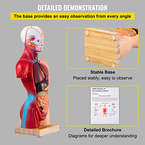 VEVOR Human Torso Anatomy Model, 15 Parts, 11 Inch Human Body Model w/Brian Skull Head Heart and Removable Organs, Display Base & Product Manual Included, for Student Education Learning Display