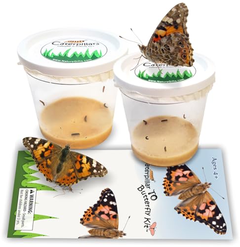 10 Live Caterpillars for Butterfly Kits, Refill with Food, Rearing Supplies - style: 10 Live Caterpillars + Supplies