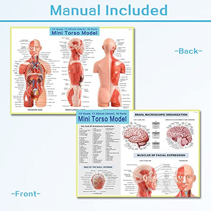 2026 New Human Body Deluxe Musculature Model, 16 Pcs Removable 17 inch