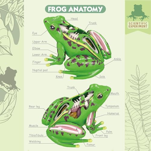 LUCKY GUESS 4D Frog Anatomy Model 23-Part Puzzle with Flash Cards