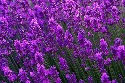 Lavender Seeds for Planting Herb Garden About 100 Seeds Spring or Fall Planting