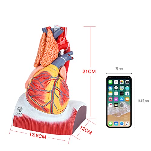 EVOTECH SCIENTIFIC Deluxe Human Heart Model with Thymus Gland & Diaphram Base, 10 Parts 1.5X Life Size Large Anatomical Heart Model for Classroom and Cardiology Study