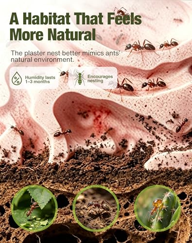 Plaster Ant Habitat with Dual-Zone Nest, 360° Observation, Built-in Expansion Ports for Colony Connection, Ideal for Ant Keeping, Scientific Observation & Student Learning