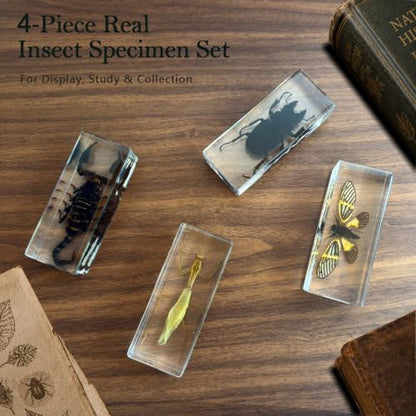 4pcs Large Insect Specimen,Taxidermy Mantis Scorpion & Beetle in Resin - color: 4Pcs Large Insect Specimen