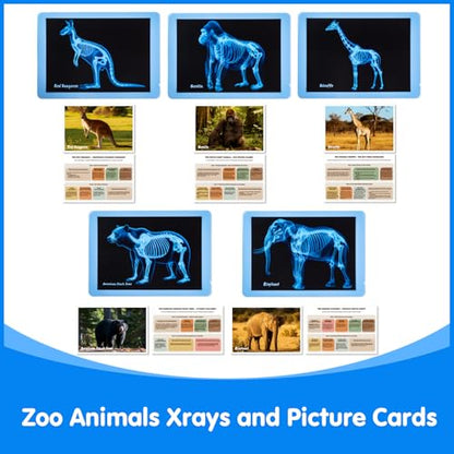 15 Pcs Zoo Animal Xrays for Kids - Light Table Manipulatives - style: Zoo Series