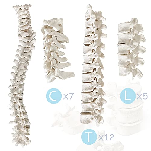 Merinden Human Skeleton Model For Anatomy 67 inch High, Full Size Skeleton Models with 3 Poster, Skull, Spine, Bones, Articulated Hand & Foot, for Anatomy Medical Learning