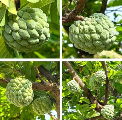 Non-GMO Fruit Seeds Assortment (430PCS) - 100 Grape, 100 Apple, 100 Kiwi, 10 Sugar Apple, 100 Mulberry, 20 Cherry Seeds, Adaptable for Pots & Gardens, Indoor Outdoor Usage