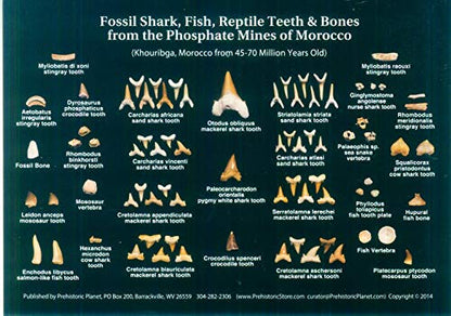 Genuine Dinosaur Era Shark, Fish, Reptile Teeth & Bone Fossils from The Phosphate Mines of Morocco, N.Africa 1/2 Lb w/Free Identification Card