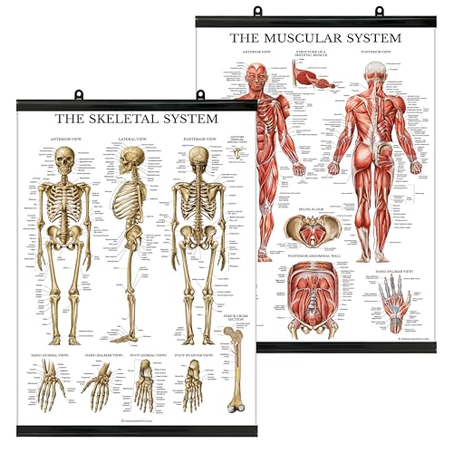 Palace Learning Muscular & Skeletal System Anatomical Poster Set - Laminated With Plastic Frame 2 Chart Set - Human Skeleton & Muscle Anatomy - (18" x 24") - color: WITH PLASTIC FRAME, size: 18" x 24"