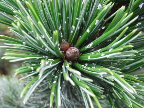 Ancient Bristlecone Pine | Tree Seed Grow Kit | The Jonsteen Company