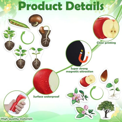 Relaxweex 12 Pcs Magnetic Plant Life Cycle Toys for Kids Educational Preschool Science Center Materials Plant Life Cycle for Kids Science Exploration Activities Learning Game Classroom Supplies