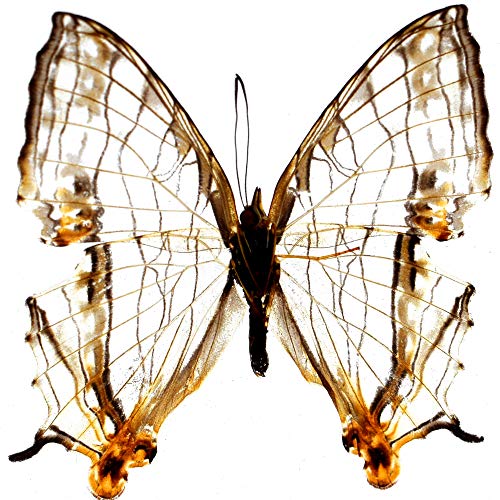 Real Insect Butterfly Specimen Paperweight Animal Taxidermy Collection Display Sciecne Classroom Specimen for Science Education (Butterfly 5) - color: Butterfly 5