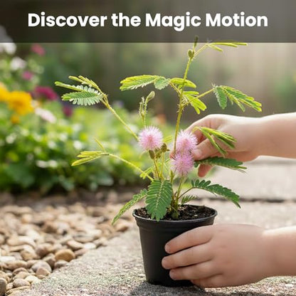 Say So Tickled We're Friends with the TickleMe Plant Gift Box - Grow The House Plant that Closes its Leaves When Tickled. Fun for Galentine's Day, Your Best Friends or Co-Workers It Even Flowers